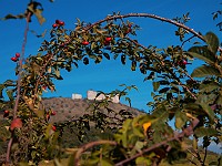 Pálava burčáková
(27.- 29.9.2014)