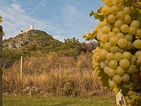 Pálavské vinohrady (13.09.2008)